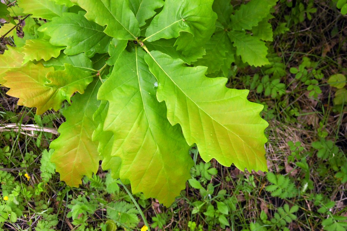 Изображение особи Quercus iberica.