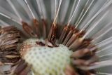 Taraxacum erythrospermum