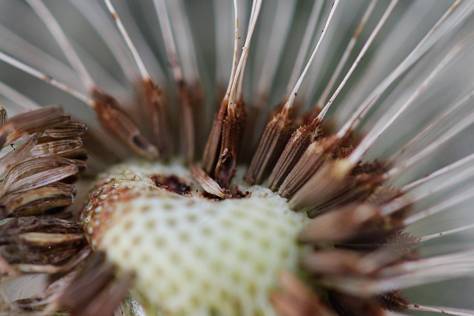 Изображение особи Taraxacum erythrospermum.