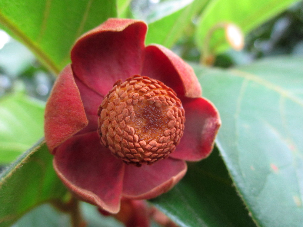 Image of Uvaria microcarpa specimen.