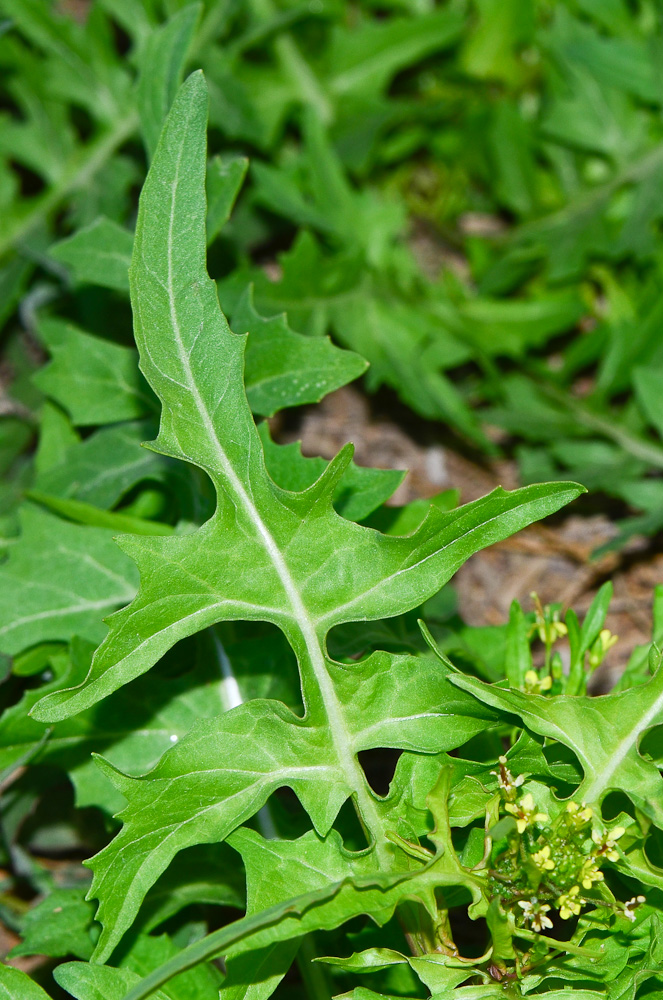 Image of Sisymbrium irio specimen.