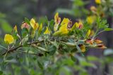 Chamaecytisus ruthenicus