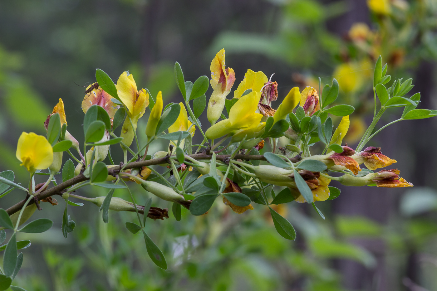 Изображение особи Chamaecytisus ruthenicus.