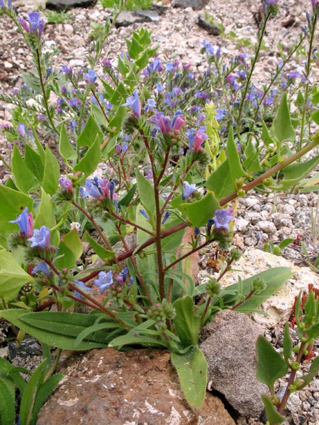 Image of Echium bonnetii specimen.