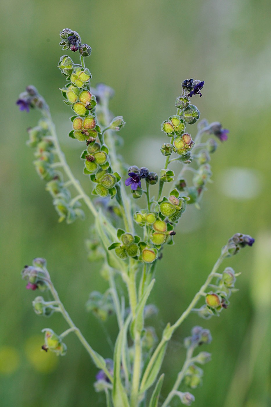 Изображение особи Cynoglossum officinale.