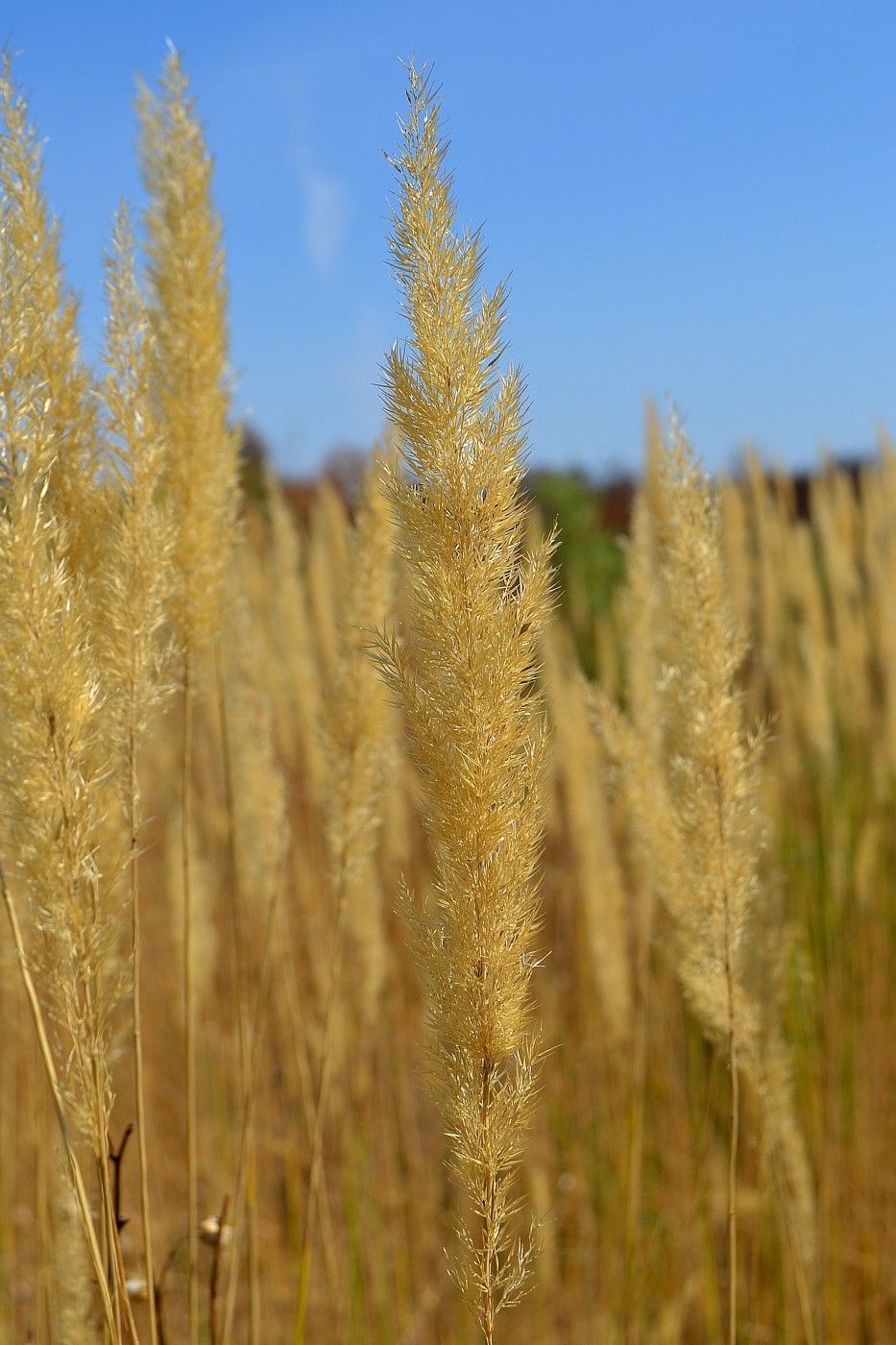 Image of Calamagrostis epigeios specimen.