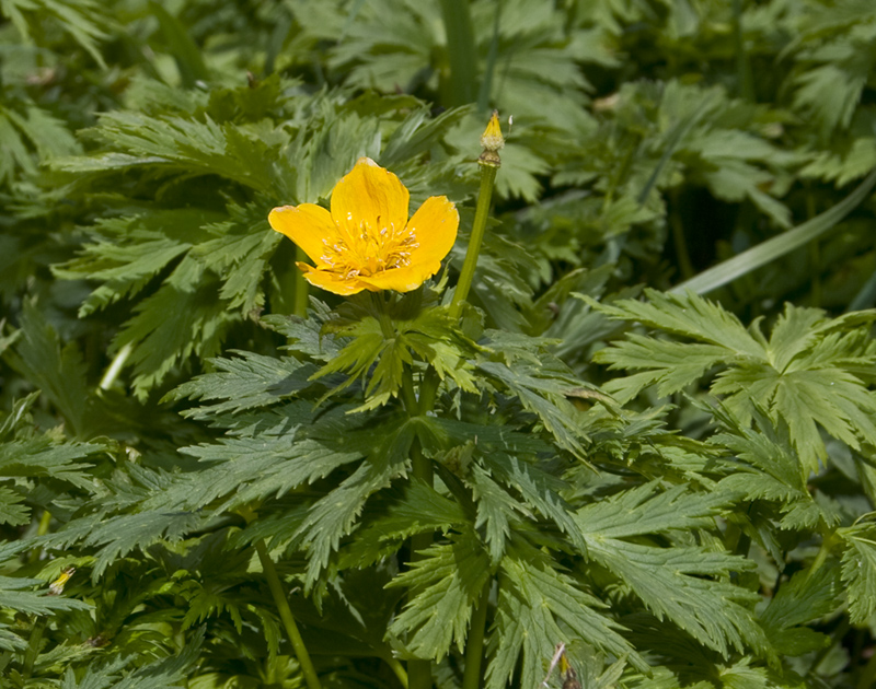 Image of Trollius ranunculinus specimen.