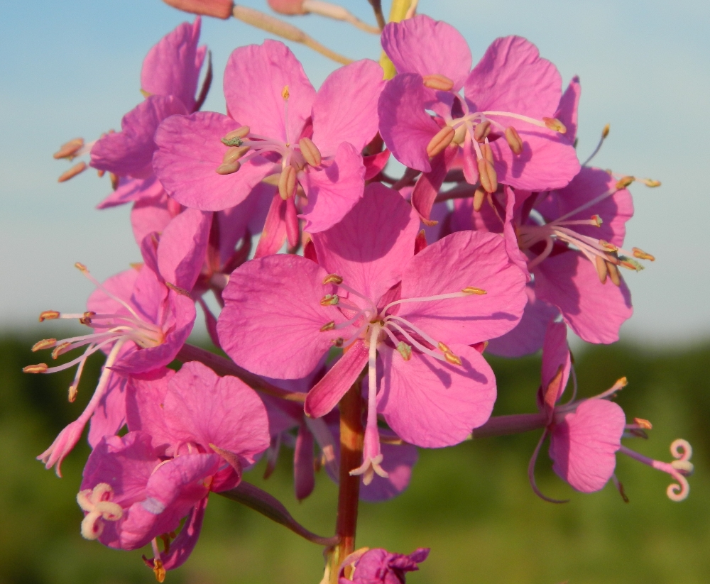 Image of Chamaenerion angustifolium specimen.