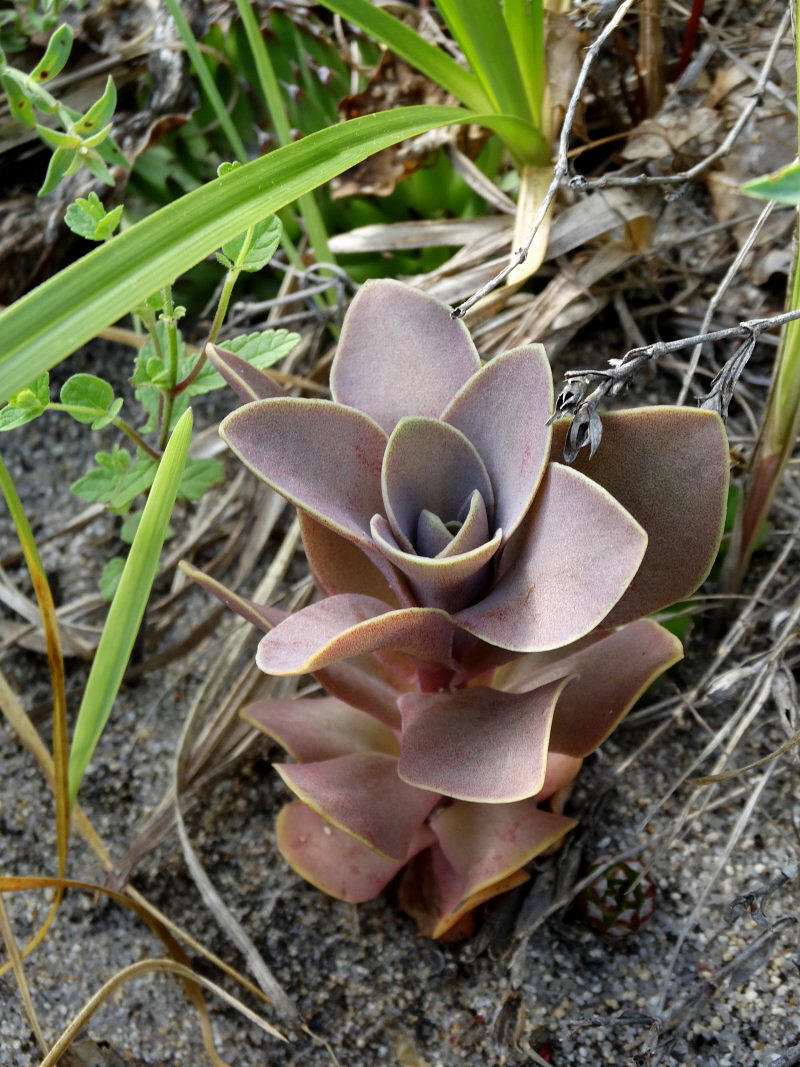 Image of Orostachys malacophylla specimen.