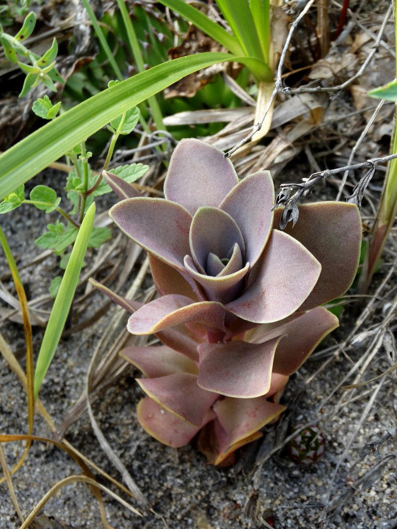 Изображение особи Orostachys malacophylla.