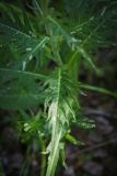 Cirsium heterophyllum. Лист и стебель. Пермский край, Оханский р-н, Тулумбаихинское сельское поселение, Кунчурихинский бор, малая полянка в стороне от лесной дороги. 02.07.2016.