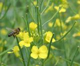 Brassica napus. Соцветие и соплодие с подлетающей пчелой медоносной (Apis mellifera L.). Восточный Казахстан, Уланский р-н, с. Украинка, дачный участок, в культуре. 04.07.2012.