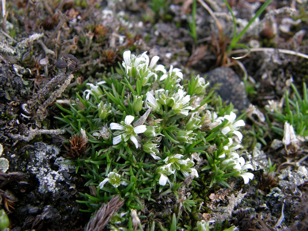 Image of Minuartia biflora specimen.