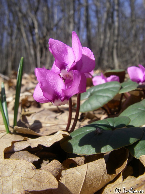 Image of Cyclamen coum specimen.