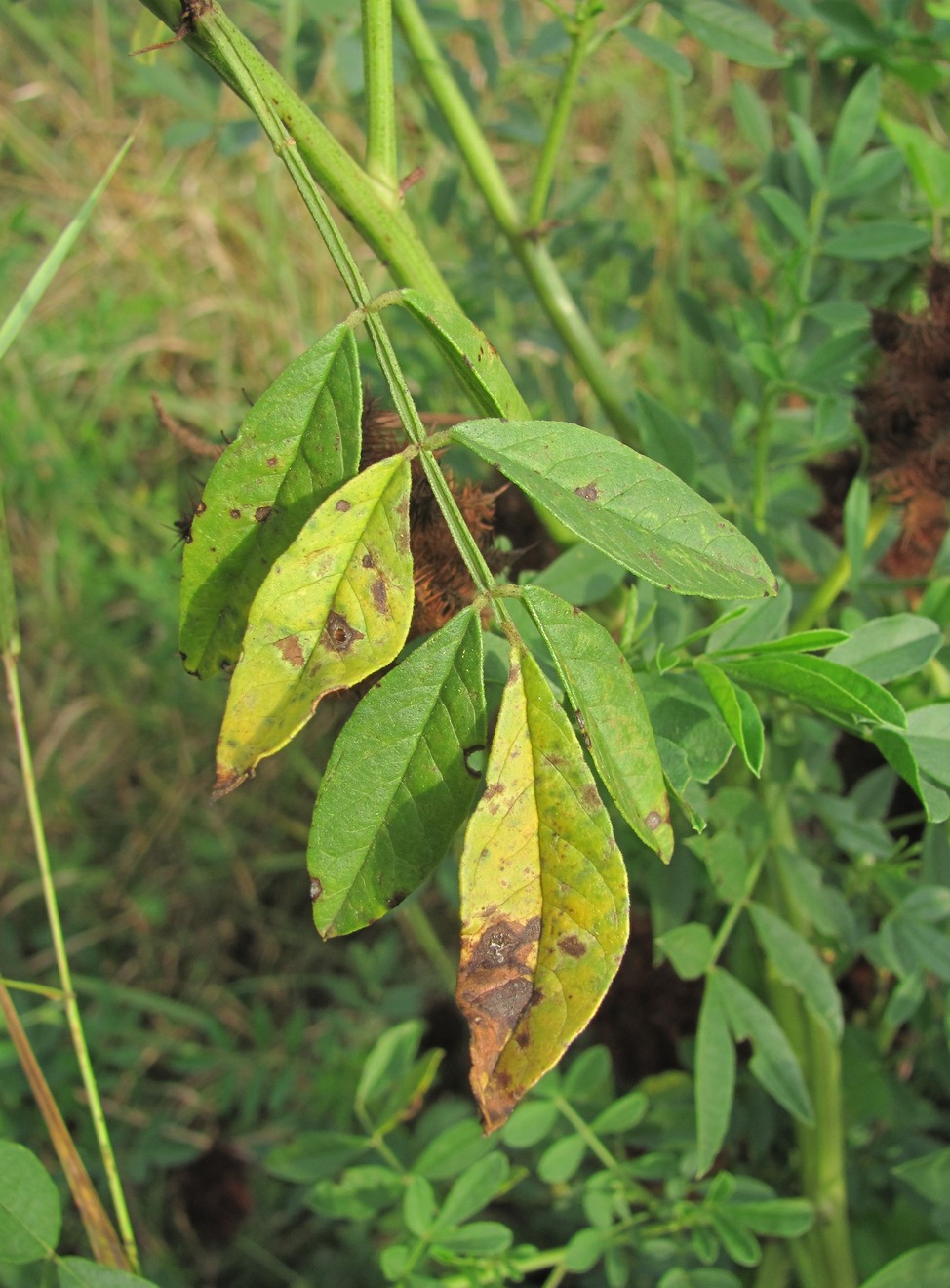 Изображение особи Glycyrrhiza echinata.