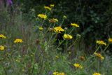 Pulicaria dysenterica
