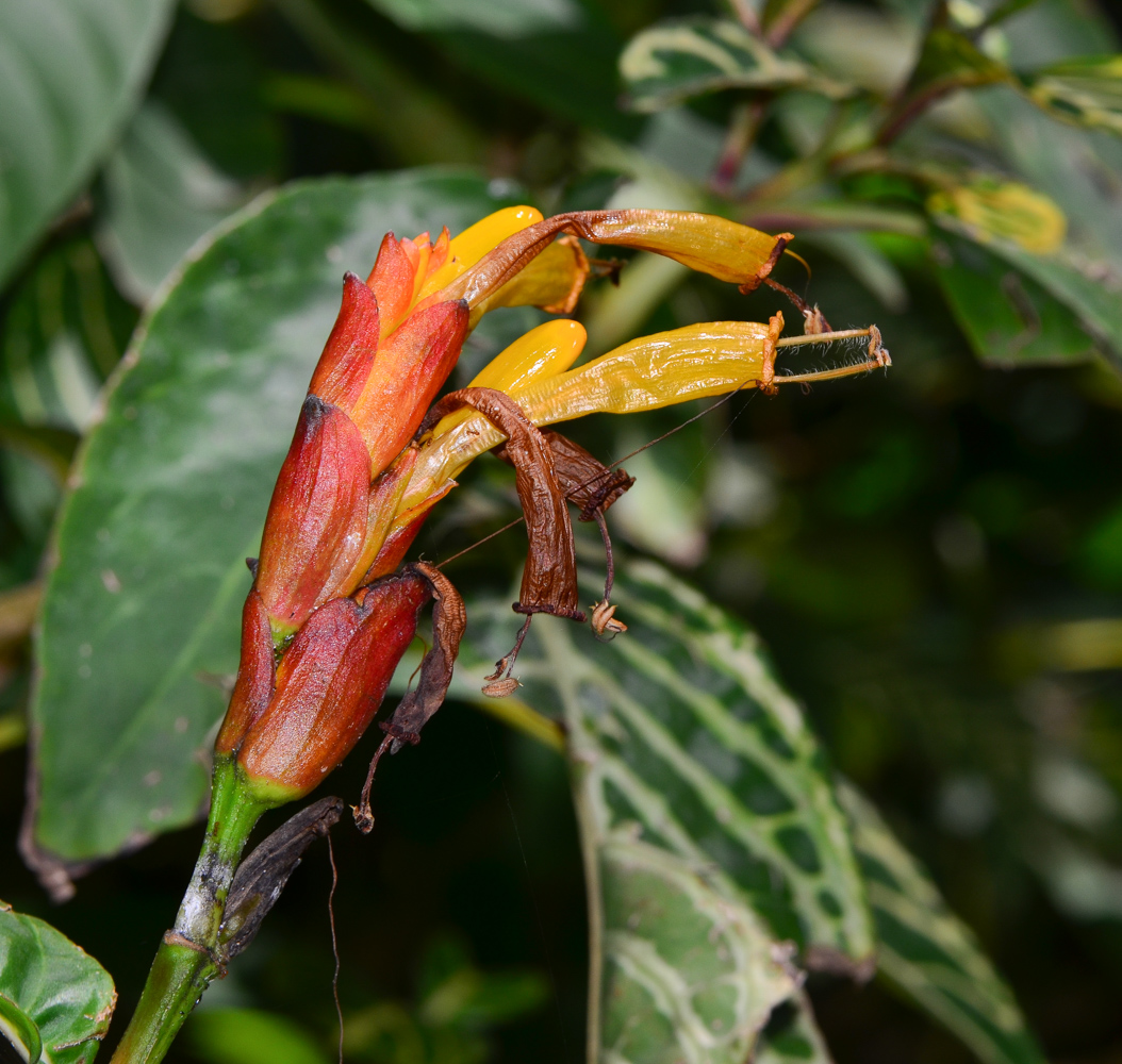 Изображение особи Sanchezia speciosa.