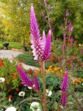 Celosia spicata