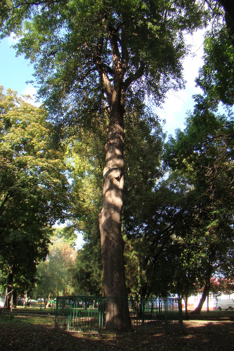 Изображение особи Pyrus caucasica.