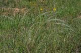 род Stipa. Плодоносящее растение. Казахстан, Тянь-Шань, хр. Таласский, зап. Аксу-Джабаглы, ущ. Кши-Каинды, в степном сообществе на пологом участке на хребте. 22.05.2016.