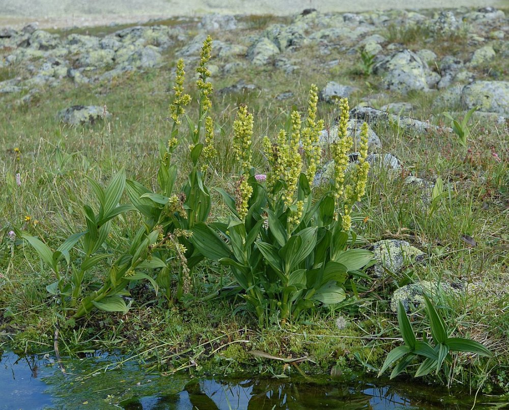 Изображение особи Veratrum misae.