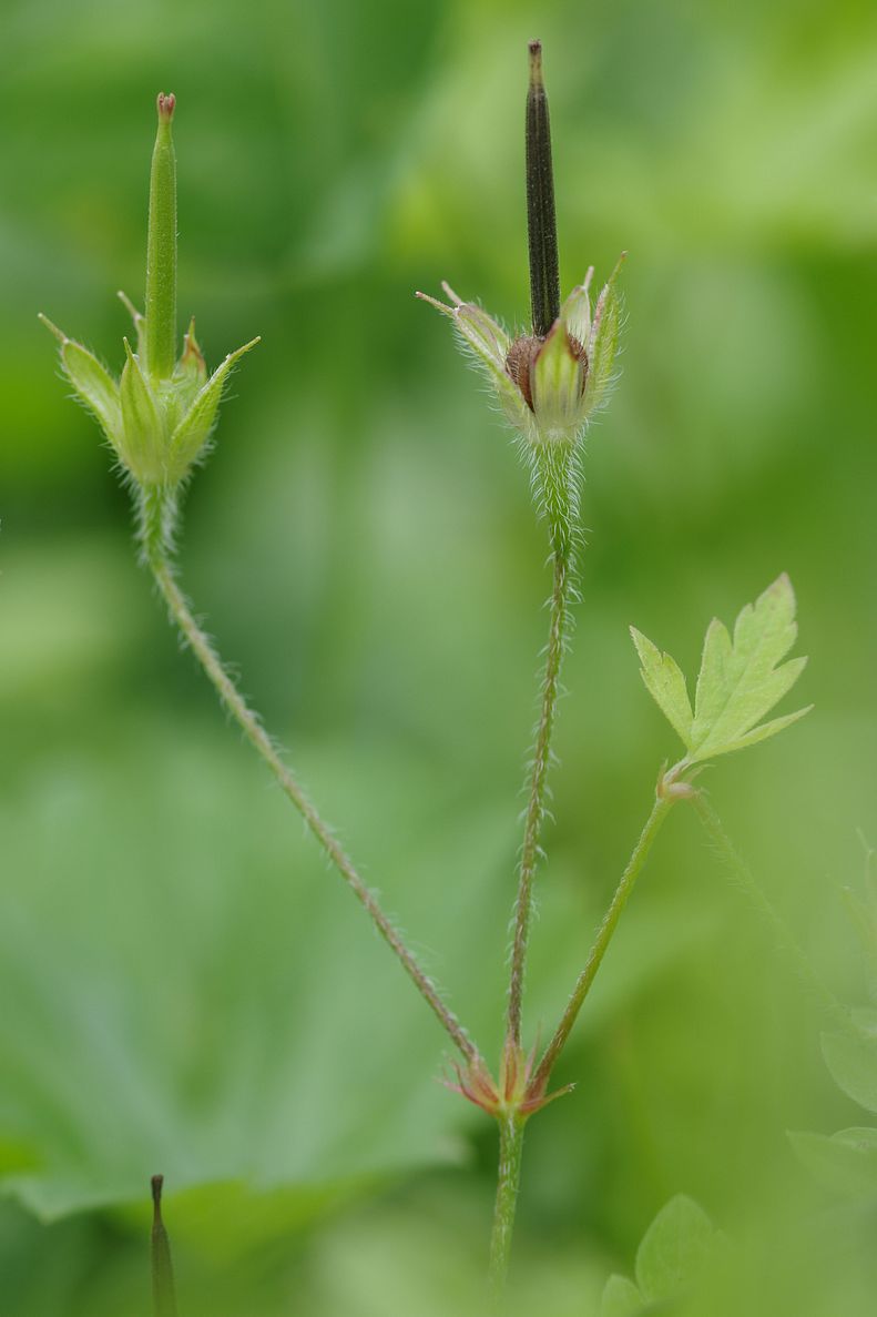 Изображение особи Geranium popovii.