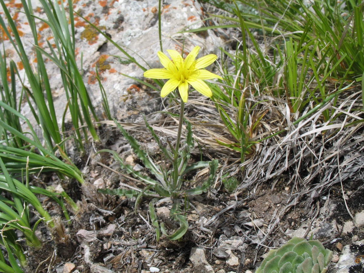 Image of Scorzonera inconspicua specimen.