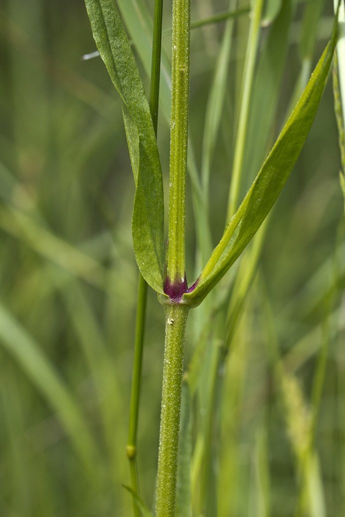 Изображение особи Coccyganthe flos-cuculi.