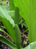 Lysichiton camtschatcensis