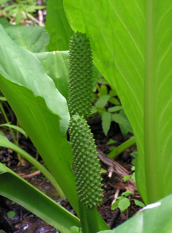 Image of Lysichiton camtschatcensis specimen.