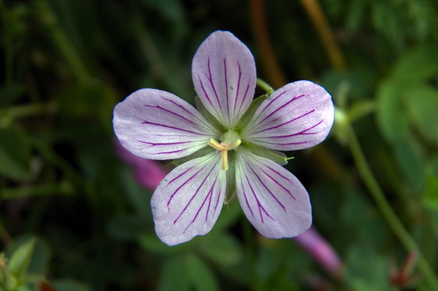 Изображение особи Geranium wlassovianum.