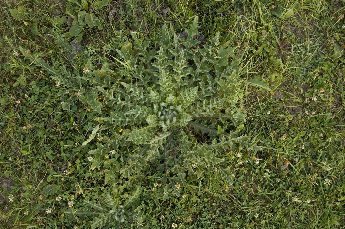 Изображение особи Cirsium esculentum.