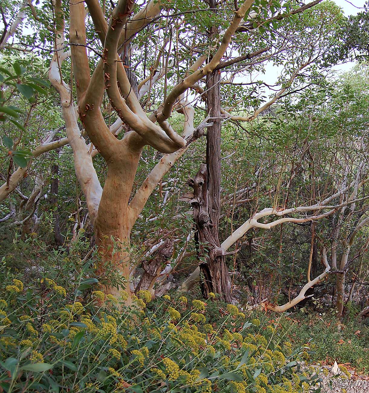 Изображение особи Arbutus andrachne.