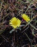 Tephroseris atropurpurea. Цветущее растение. Красноярский край, п-ов Таймыр, горы Бырранга, долина р. Южная. 17.08.2014.