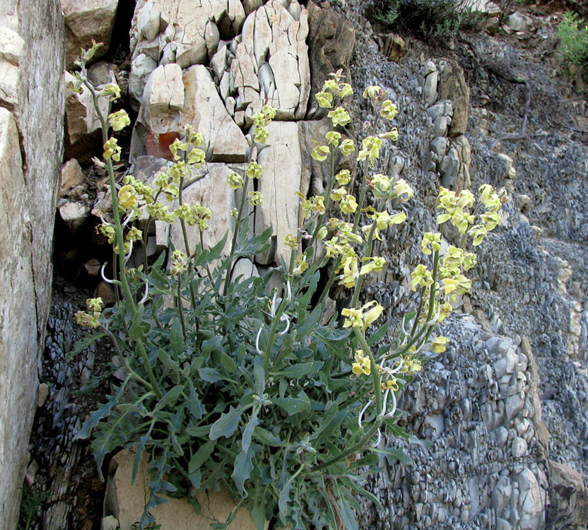 Image of Matthiola odoratissima specimen.