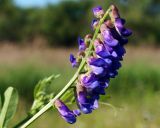 Vicia amurensis. Соцветие. Амурская обл., Бурейский р-н, правый берег р. Бурея, окр. с. Малиновка, луг. 18.07.2016.