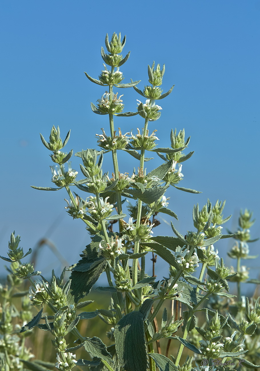 Изображение особи Marrubium peregrinum.