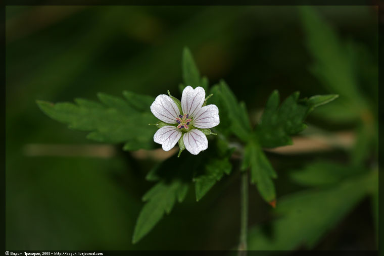 Image of Geranium sibiricum specimen.