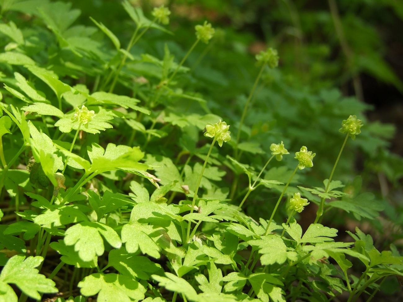 Image of Adoxa moschatellina specimen.