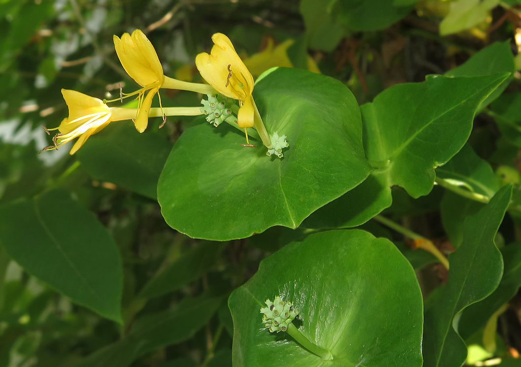 Image of Lonicera &times; tellmanniana specimen.