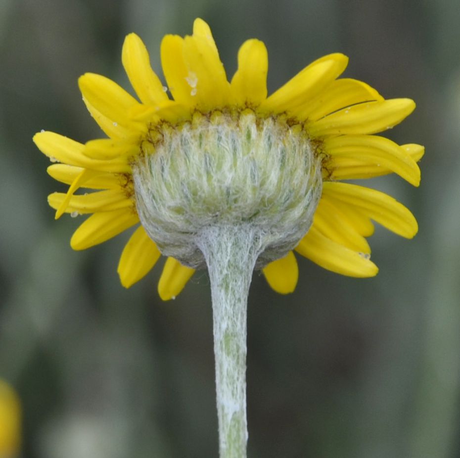 Image of Anthemis tinctoria specimen.