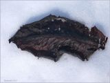 Image of taxon representative. Author is Сергей Апполонов