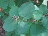 Amelanchier alnifolia