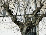 genus Celtis. Часть кроны плодоносящего растения. Португалия, округ Порталегри, г. Elvas, озеленение. Январь.