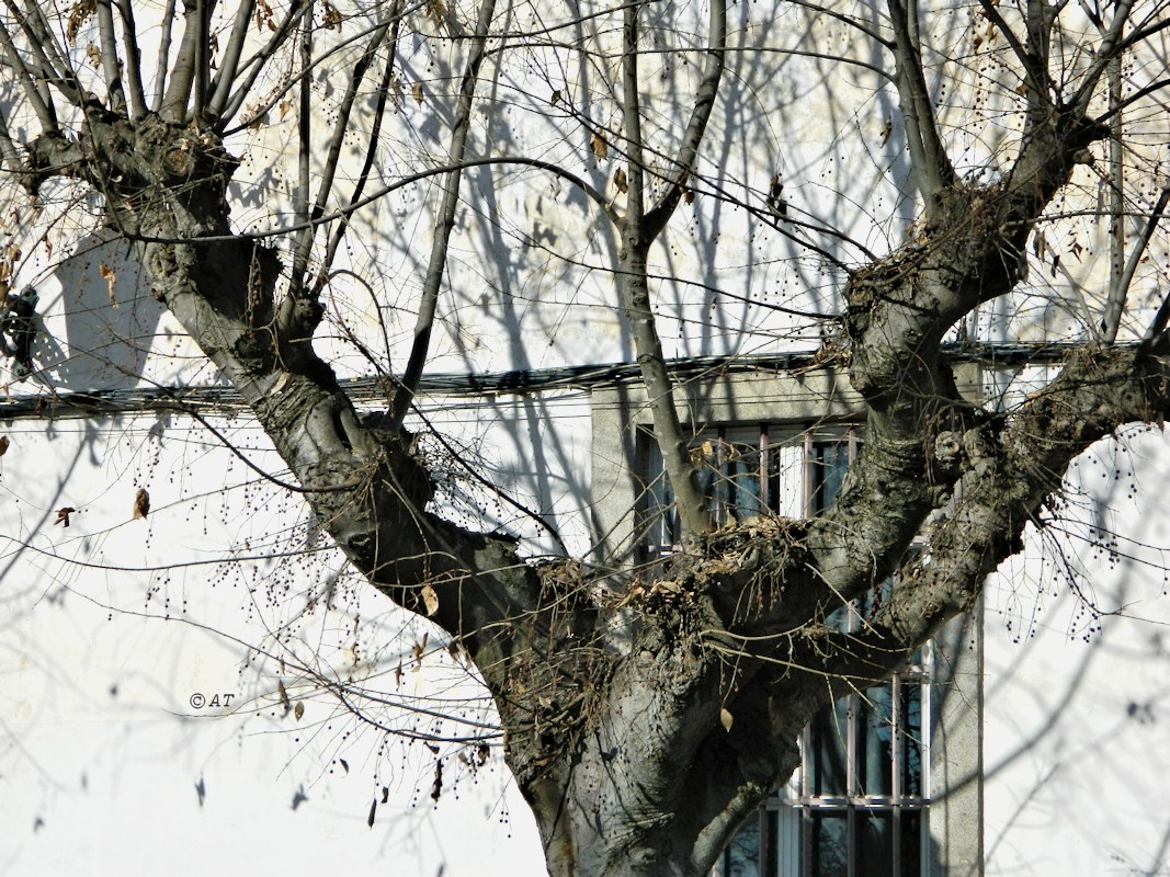 Image of genus Celtis specimen.