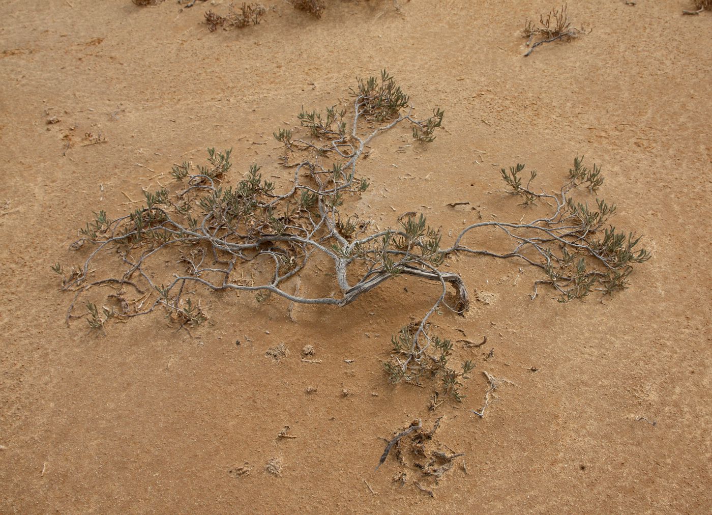 Image of Limoniastrum monopetalum specimen.