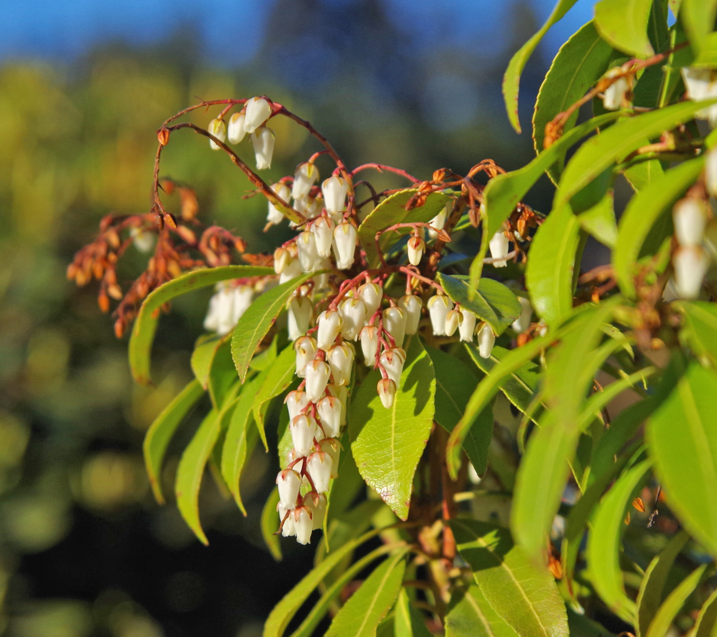 Изображение особи Pieris japonica.