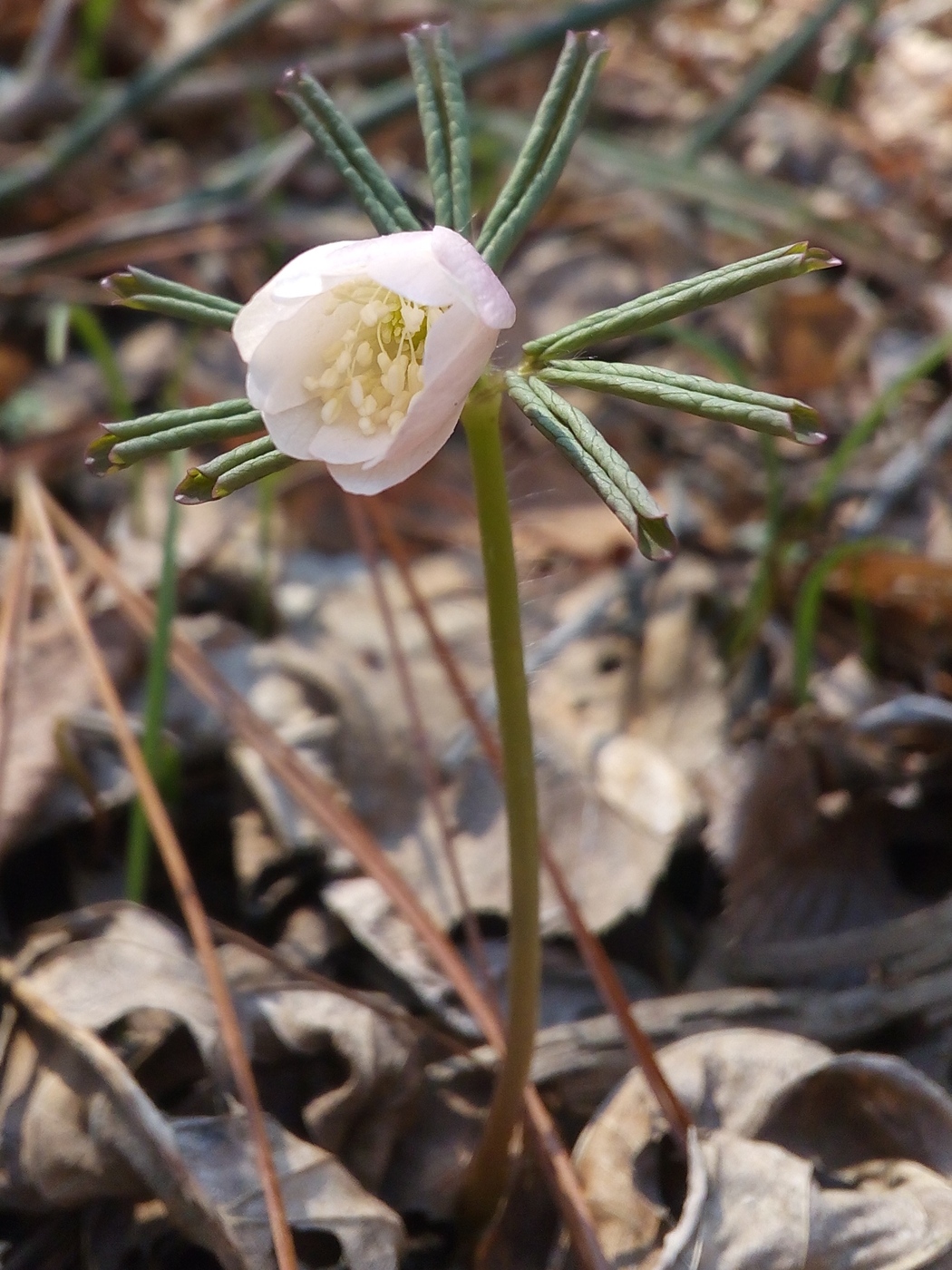 Image of Anemone raddeana specimen.