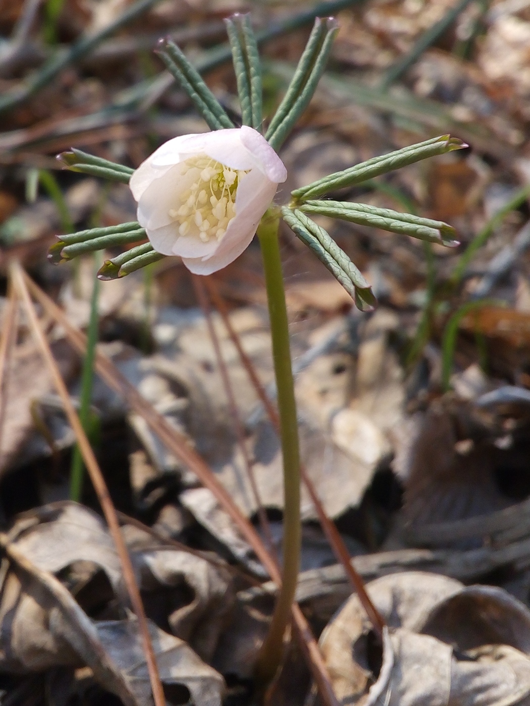 Изображение особи Anemone raddeana.