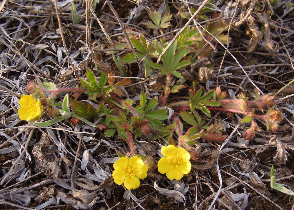 Image of Potentilla patula specimen.